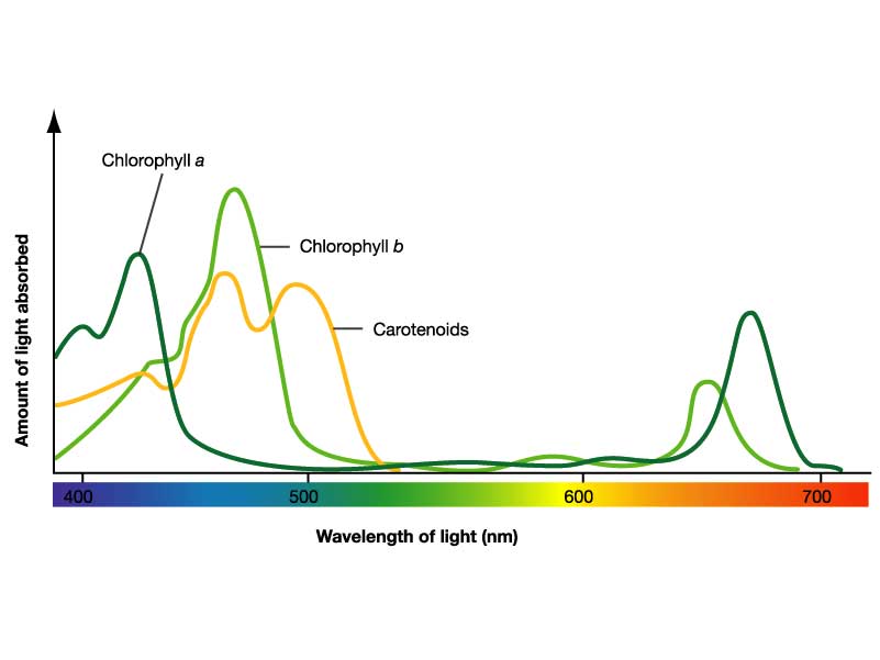 [Imagen: absorption-spectrum.jpg]